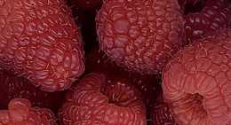 Framboises Meeker