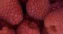 Framboises Tulameen