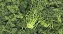Persils Frisée