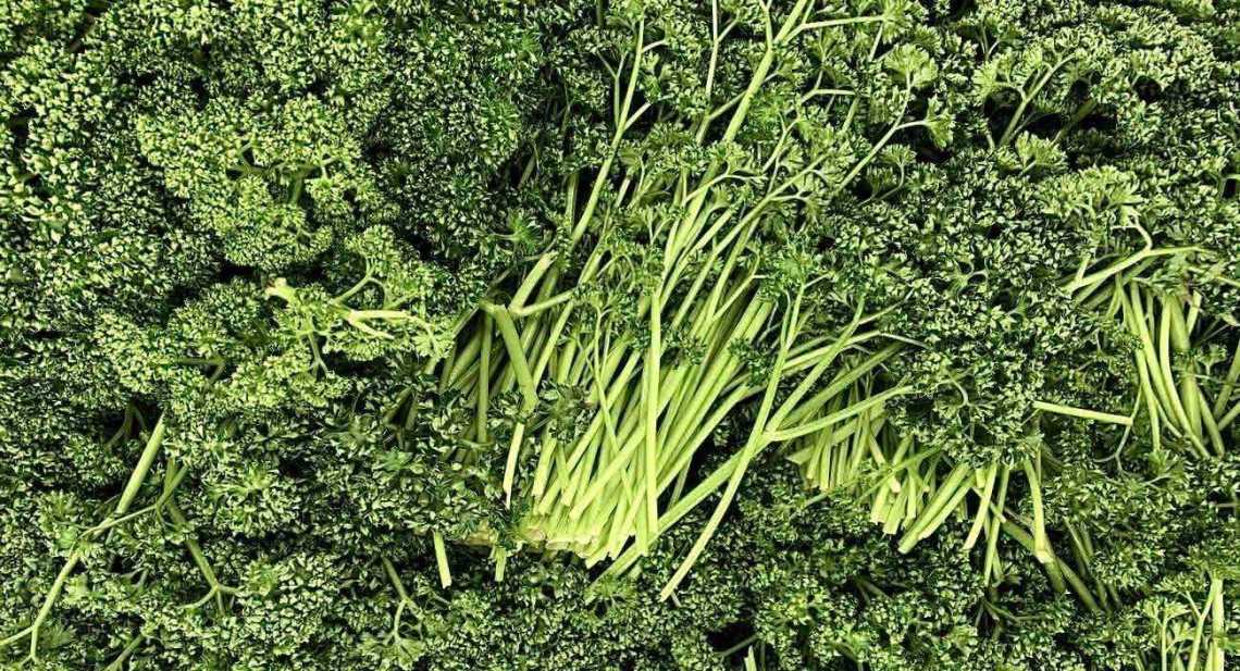 Persils Frisée