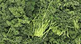 Persils Frisée