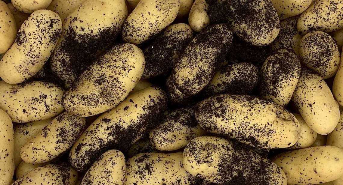 Pommes de terre Celtiane