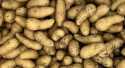 Pommes de terre Ratte