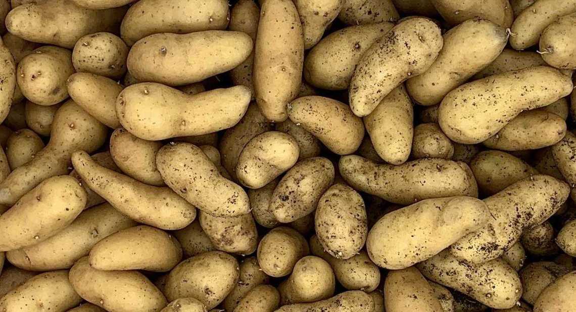 Pommes de terre Ratte
