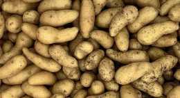 Pommes de terre Ratte