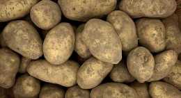 Pommes de terre Mona lisa