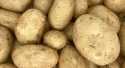 Pommes de terre Spunta