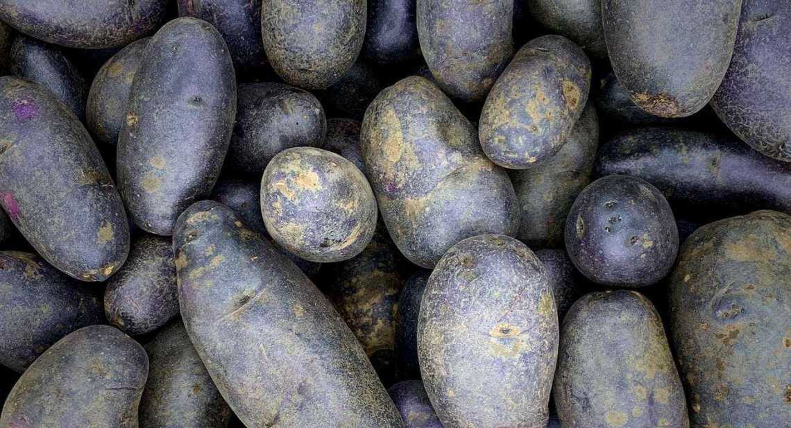Pommes de terre Prunelle
