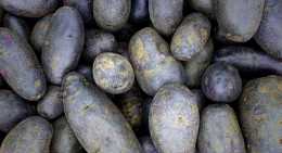 Pommes de terre Prunelle