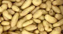 Pommes de terre Jazzy