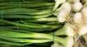 Oignons Blanc botte