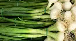 Oignons Blanc botte