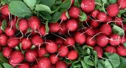 Radis Rouge lot de 2