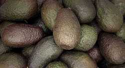 Avocats Lot de 4