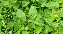 Menthe
