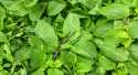 Menthe