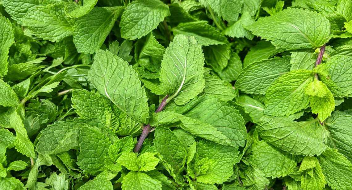 Menthe