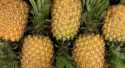 Ananas Victoria