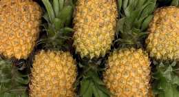 Ananas Victoria