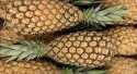 Ananas Pain de sucre