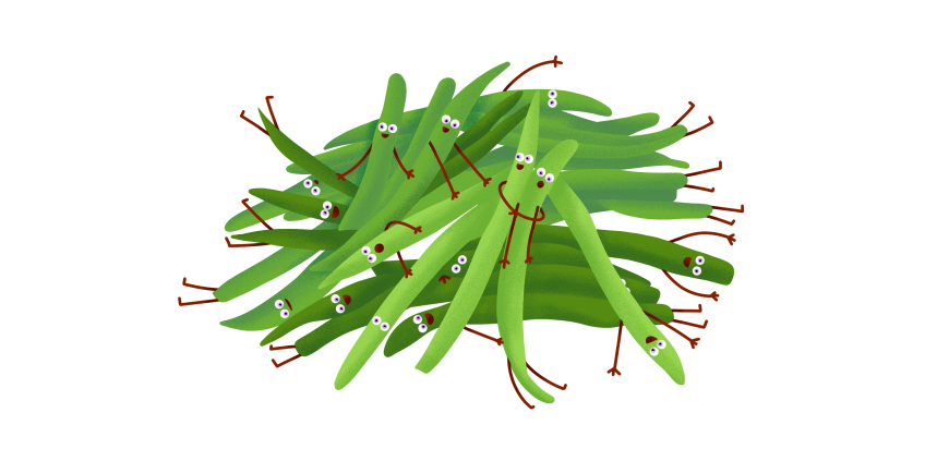 Haricots